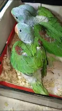 Raw Parrot Babies For Sale