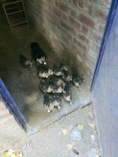 muscovy adult female with 13 ducklings