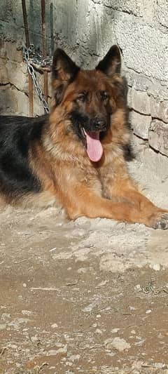 long coat German Shepherd female