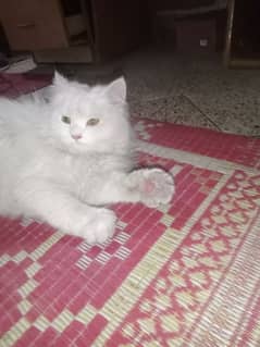 Persian cat