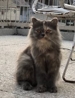 Triple Coated Persian Cat