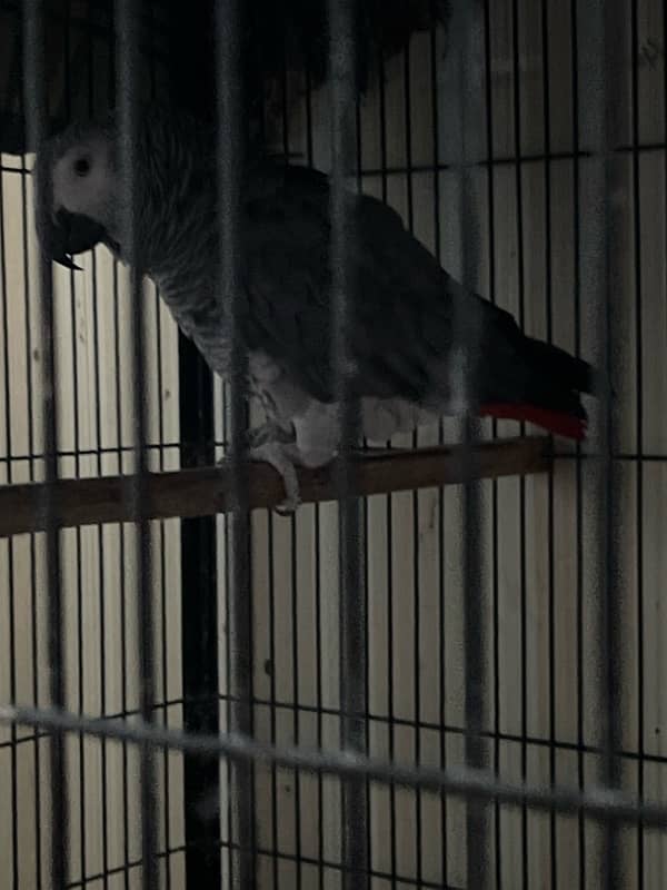 afican grey pair 1