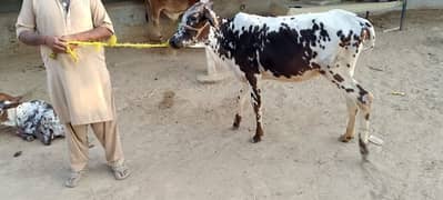 Cow