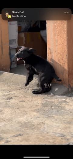 Labrador Dog Male