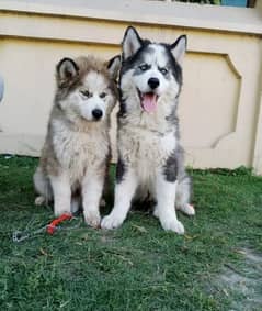 Siberian husky puppies