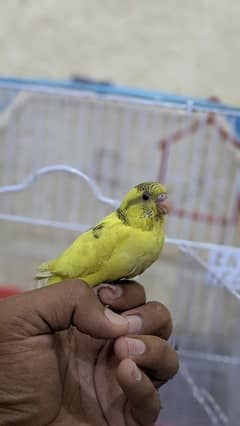 hand tame Australian parrot,budgies, train parrot