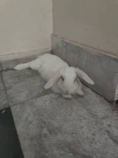 Lop Rabbits pair white color