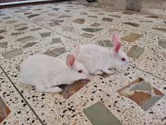 Rabbits pair for sale