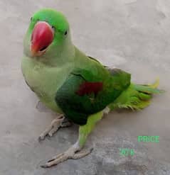 raw talking parrat