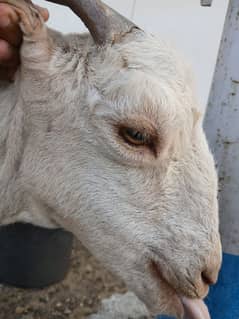 Bakri