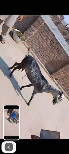 khoob surat bakri tazi sui