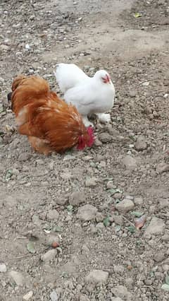 Bantam Breeder Pair