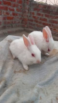 desi rabbits price 1500