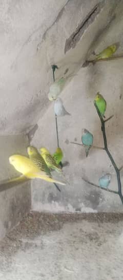 Budgies parrot 0309-18-67-852