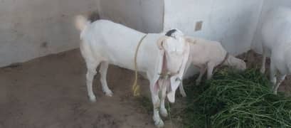 bakri 4 dant pat hai lagi WI nh hai wazan ma 30 kilo ghost hai