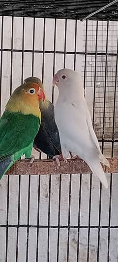 Albino Red Eyes Breeder Pair