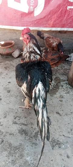 Rare amroha breed