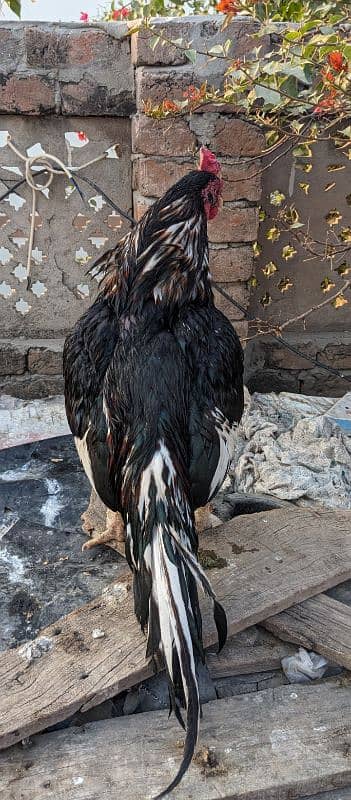 Rare amroha breed 1