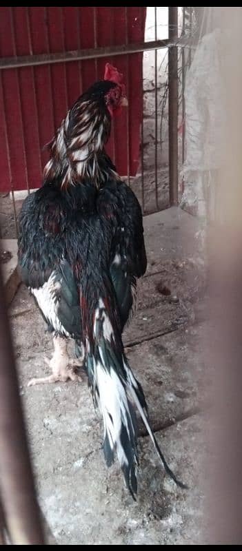Rare amroha breed 2