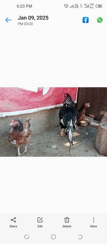 Rare amroha breed 3