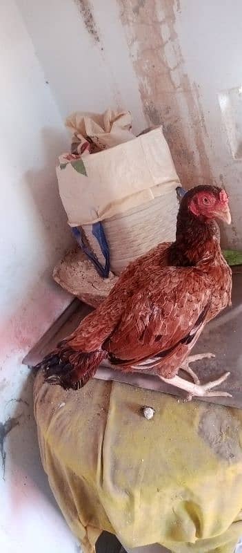 Rare amroha breed 4