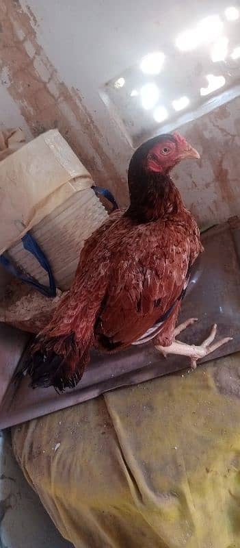 Rare amroha breed 5