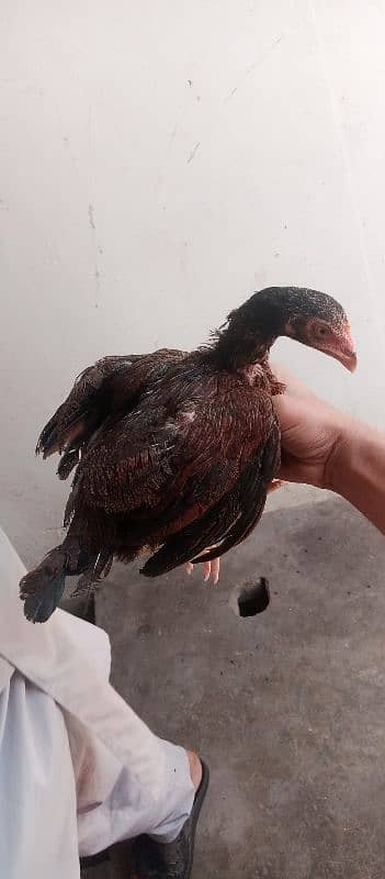 Rare amroha breed 7