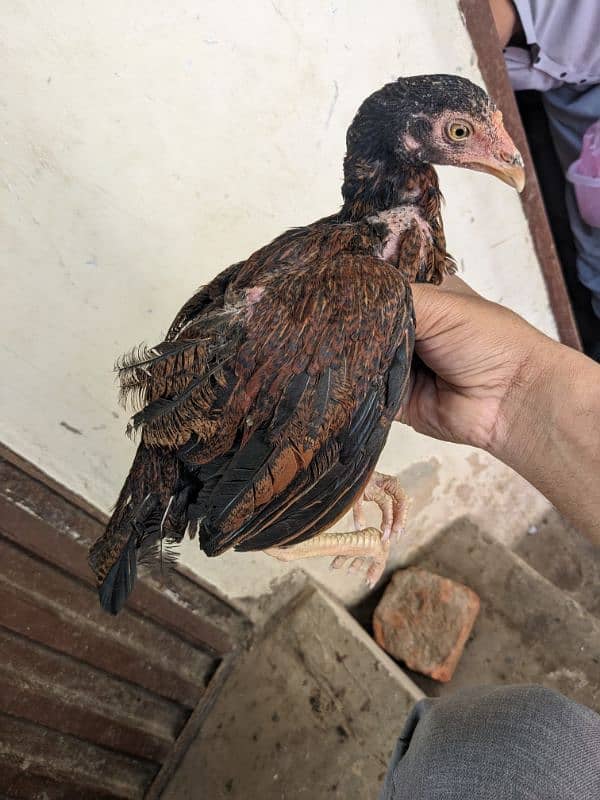 Rare amroha breed 8