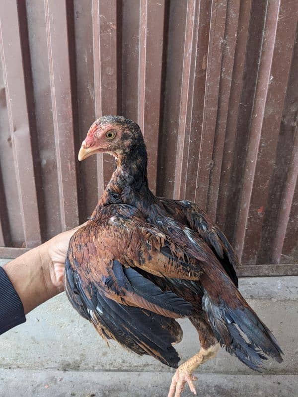 Rare amroha breed 9