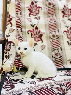 sell my white perisan  female cat with kids