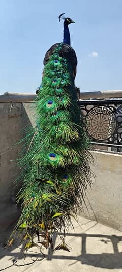 peacock