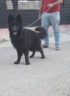 black German Shepherd pedigree male