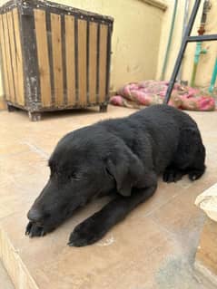 labrador puppy