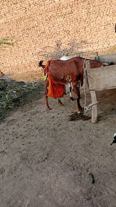 ak bakri sath female bacha