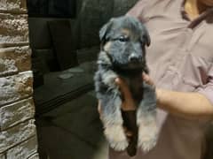 selling my Germen shepherd puppies pair