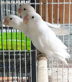 love bird parrots