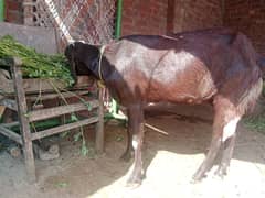 4 sala age doda wali bakri 0321 4813830