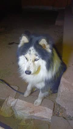 I am selling my Siberian husky male