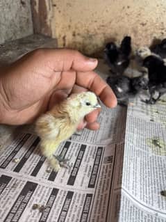 white silkie and ayam cemani chicks and breeder male