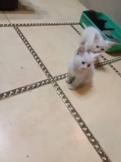 2 White Male Persian Cat Baby For Sale