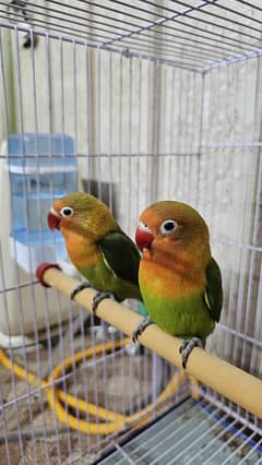 Love Bird