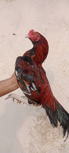 Lakha Mianwali Aseel Murgha Home Breed for Sale