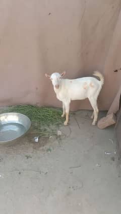 Gulabi Teda Breeder