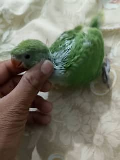 green parrot chick