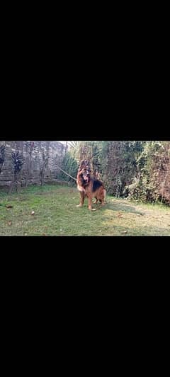 Non pedigree Germen shepherd female