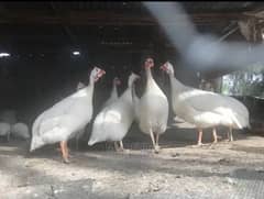 Guinea fowl 1 white pair 2 black pair