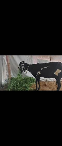 beetal goat urjent sale