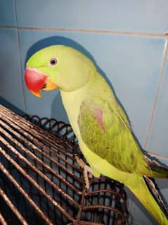 I'm selling my raw parrot age (9 months)