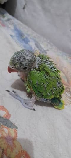 mail chick big size pineapple conure chick