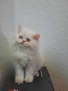 Persian kitten for sale